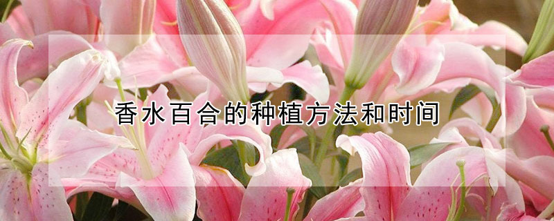 香水百合的种植方法和时间（香水百合的种植方法和时间介绍）
