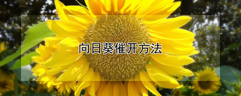向日葵催开方法（向日葵催熟方法）