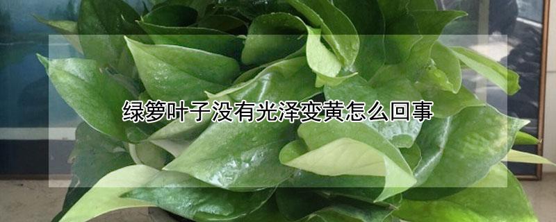 绿箩叶子没有光泽变黄怎么回事 绿箩叶子没有光泽变黄怎么回事水培