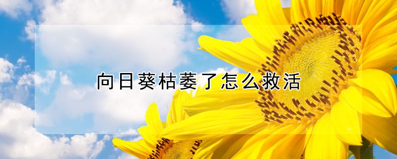 向日葵枯萎了怎么救活 向日葵叶子枯萎了怎么办