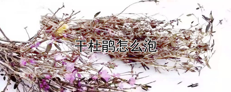 干杜鹃怎么泡 杜鹃花干花怎么泡