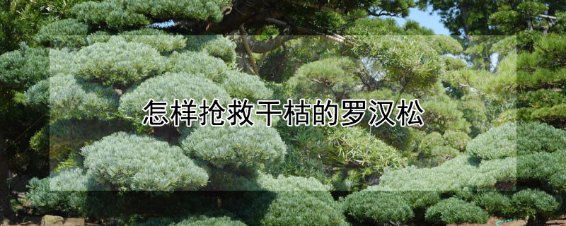 怎样抢救干枯的罗汉松（罗汉松干枯急救）