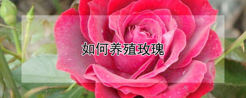 如何养殖玫瑰（如何养殖玫瑰花盆栽）