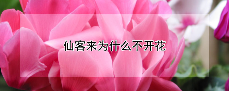 仙客来为什么不开花（仙客来为什么不开花怎么办）