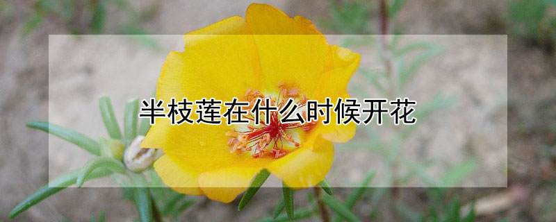 半枝莲在什么时候开花 半枝莲的花期是什么时候