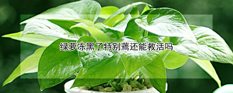 绿萝冻黑了特别蔫还能救活吗 绿萝被冻蔫了怎么办