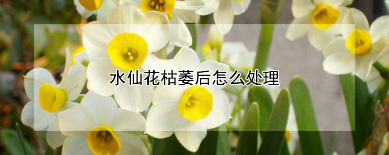 水仙花枯萎后怎么处理（水仙花枯萎了怎么处理）