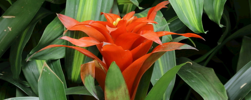 水塔花寓意（水塔花的寓意和象征）