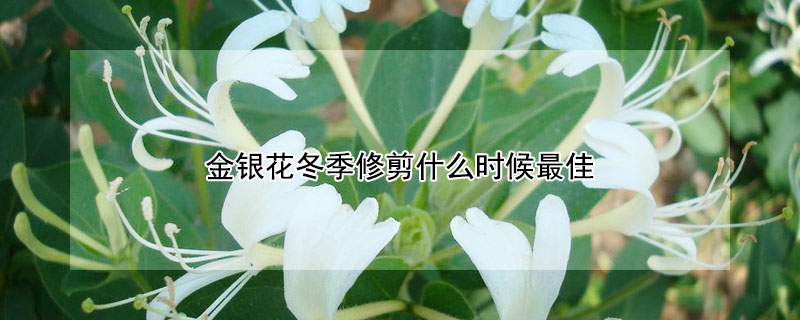 金银花冬季修剪什么时候最佳 金银花冬季修剪的具体方法
