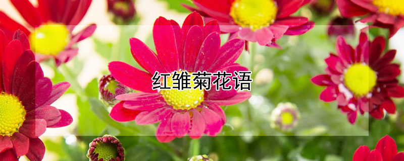 红雏菊花语 红雏菊花语是什么