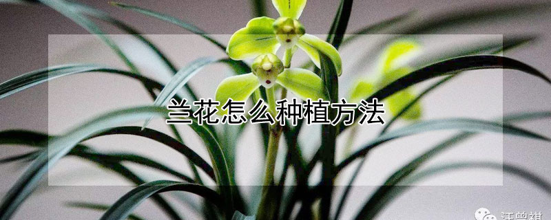 兰花怎么种植方法(兰花怎么种植方法和注意事项)