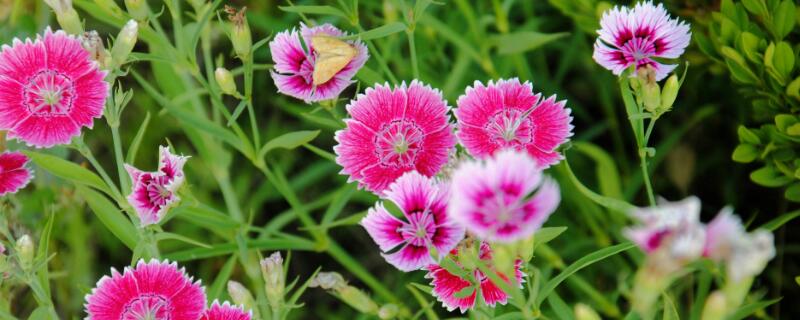 海石竹花语（石竹子花语）