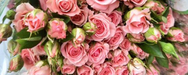 32朵玫瑰代表什么意思(32朵玫瑰代表啥意思)