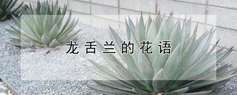 龙舌兰的花语（龙舌兰的花语 不晚睡）