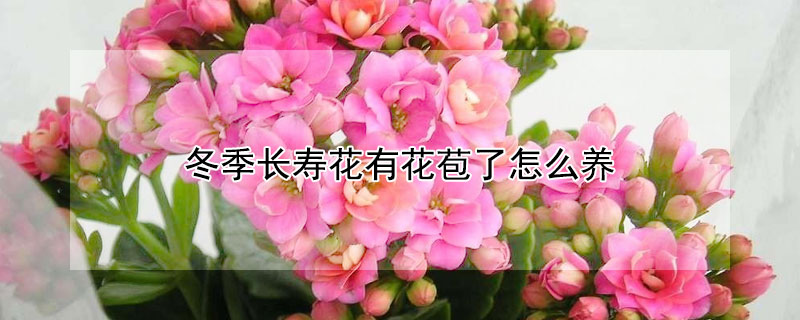 冬季长寿花有花苞了怎么养 长寿花有了花苞怎样管理