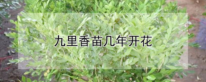 九里香苗几年开花（九里香几年苗能开花）
