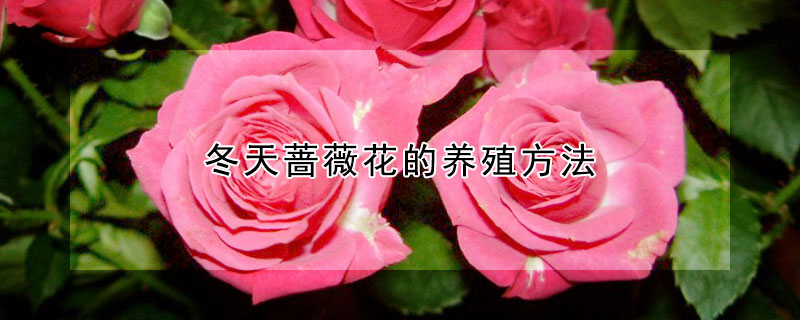 冬天蔷薇花的养殖方法(蔷薇花如何过冬天)