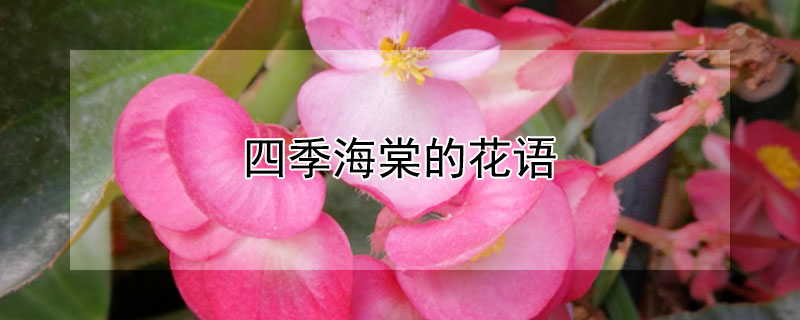 四季海棠的花语 四季海棠花的花语