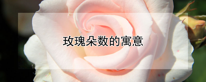 玫瑰朵数的寓意（玫瑰几朵寓意和象征）