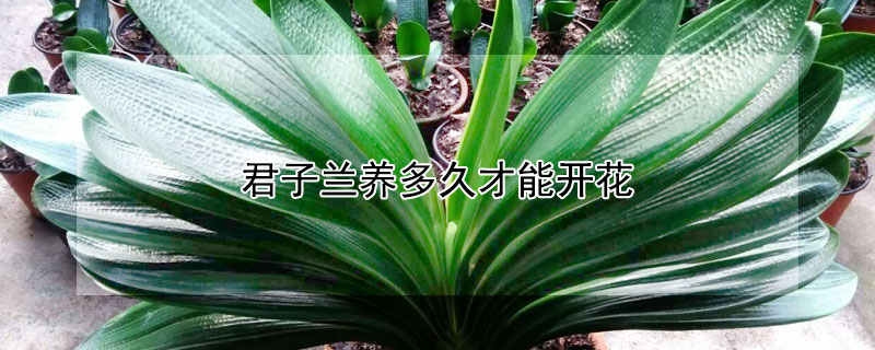 君子兰养多久才能开花 君子兰养多久才能开花视频