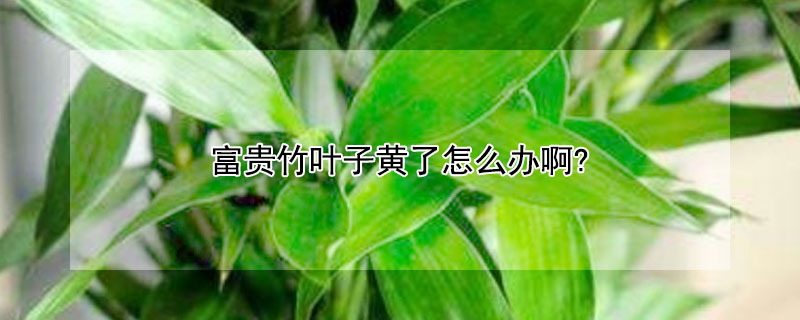 富贵竹叶子黄了怎么办啊? 富贵竹叶子黄了咋办?