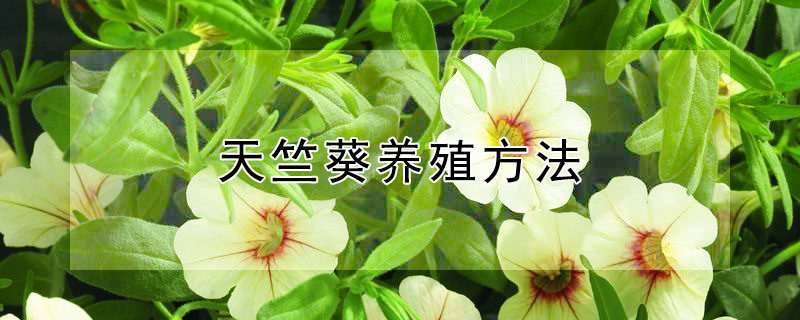 天竺葵养殖方法（天竺葵养殖方法与技巧）