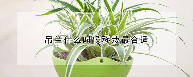 吊兰什么时候移栽最合适（吊兰花什么时候移栽最好）