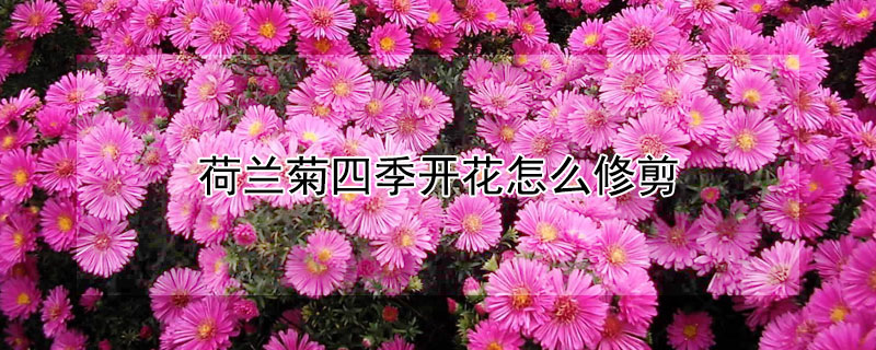 荷兰菊四季开花怎么修剪 荷兰菊四季开花吗?