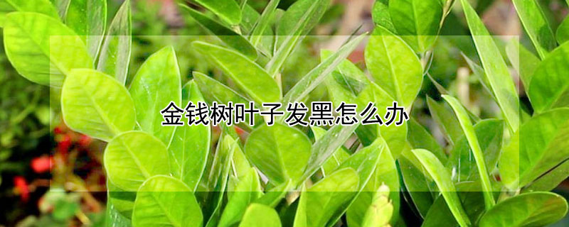金钱树叶子发黑怎么办 金钱树叶子发黑怎么处理