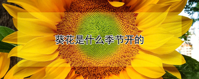 葵花是什么季节开的 葵花什么时候开放的季节