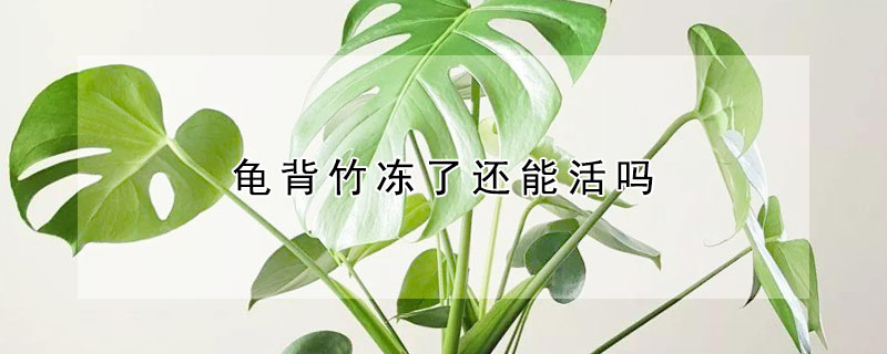 龟背竹冻了还能活吗 龟背竹冻伤了还能活吗