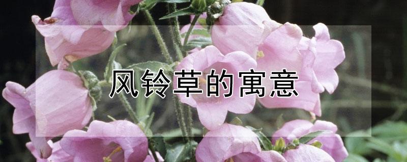 风铃草的寓意 风铃草的寓意在爱情中代表什么?