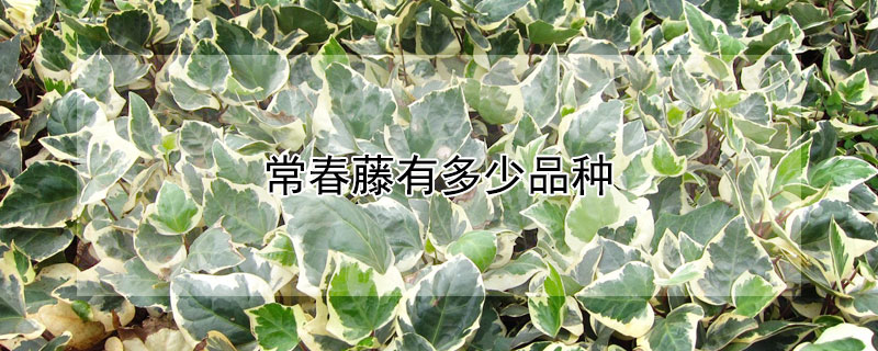 常春藤有多少品种（常春藤的品种有多少）