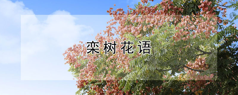 栾树花语 栾树花语和意思