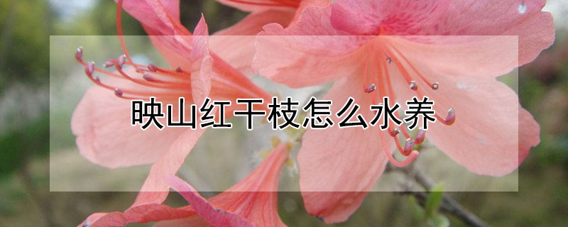 映山红干枝怎么水养(映山红如何养根)