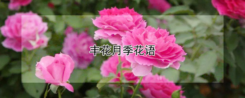 丰花月季花语（月季花丰花是什么意思）