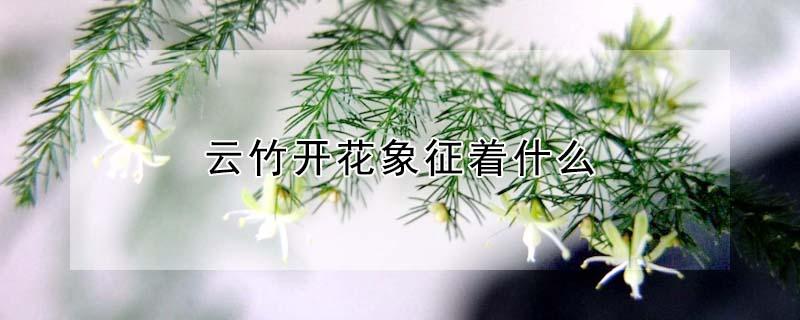 云竹开花象征着什么（云竹的花是什么样的）