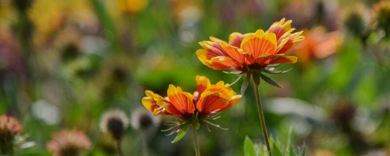 天人菊花语 天人菊花语寓意