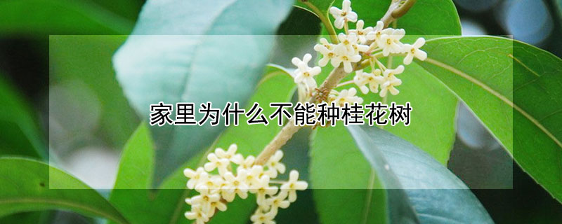 家里为什么不能种桂花树（家里面不能种桂花树吗）