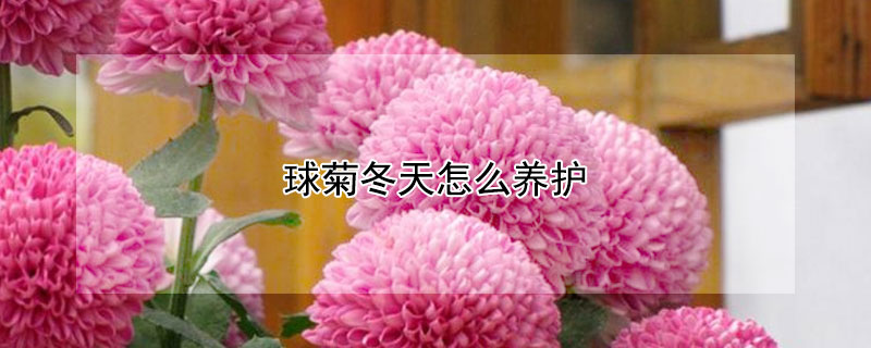 球菊冬天怎么养护（球菊春天怎么养）