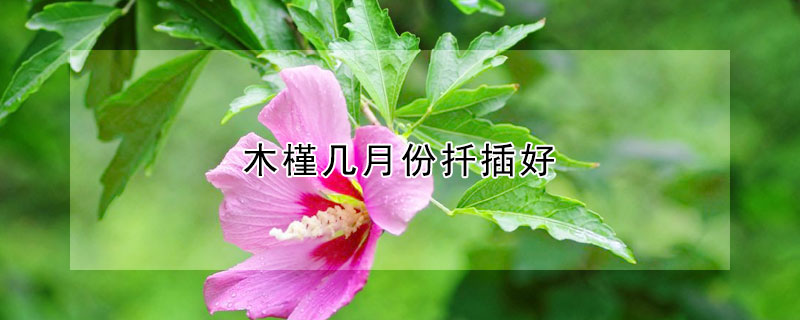 木槿几月份扦插好 木槿花什么时候扦插