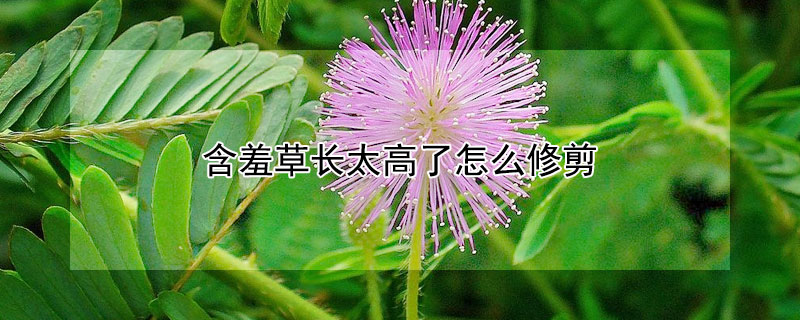 含羞草长太高了怎么修剪 含羞草长得太高怎么剪