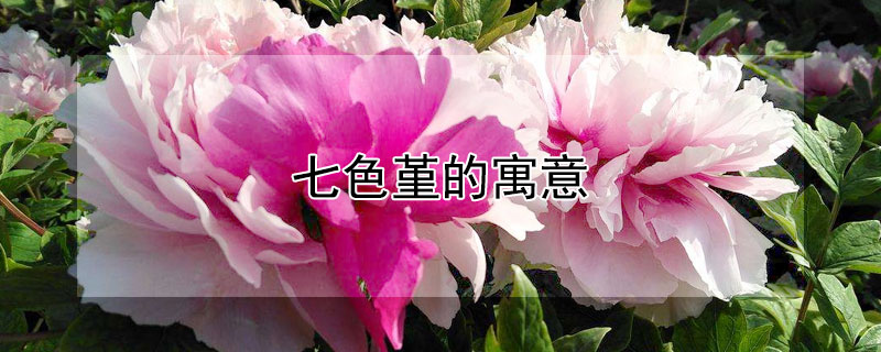 七色堇的寓意（七色堇花语和寓意）