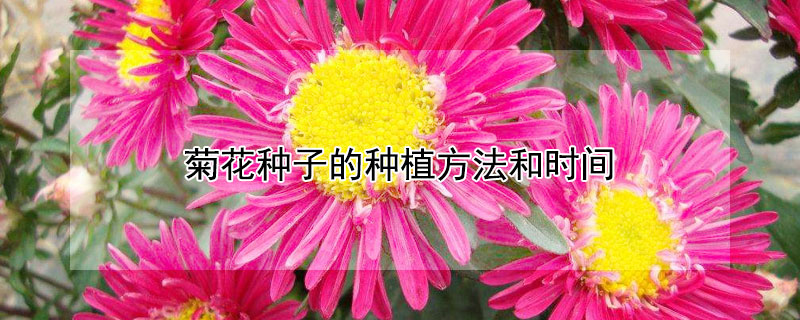 菊花种子的种植方法和时间（菊花种子什么时候种植）