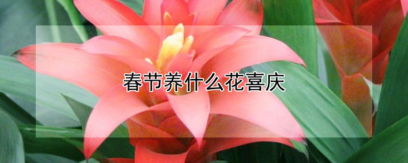 春节养什么花喜庆 春节适合室内养的喜庆花