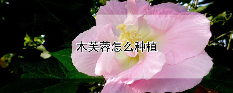 木芙蓉怎么种植（木芙蓉花怎样养殖）