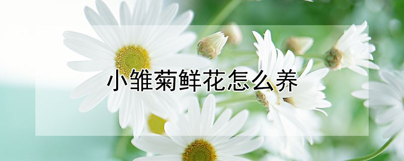 小雏菊鲜花怎么养（小雏菊鲜花怎么养护）