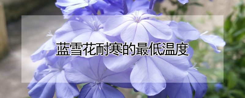 蓝雪花耐寒的最低温度(蓝雪花能耐的最低温度)