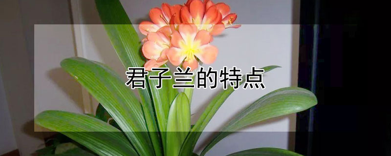 君子兰的特点(君子兰的特点和象征意义)