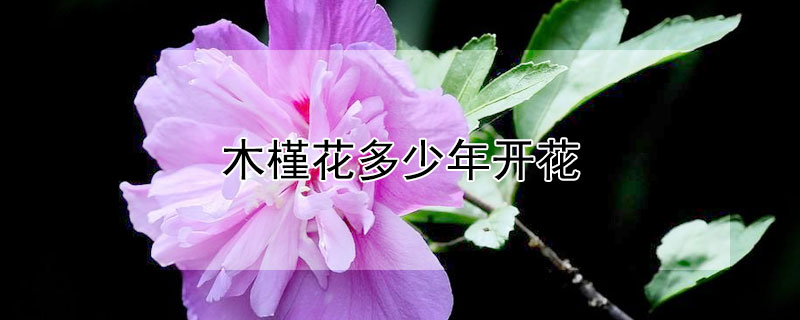 木槿花多少年开花（木槿花的花期多长）